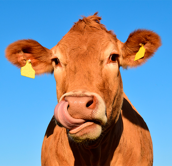 ternera-gallega-fisterra-muxia Ternera gallega en Fisterra y Muxía